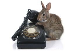 3-Hour Introductory Animal Communication Webinars
