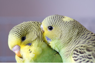 oils_parakeets